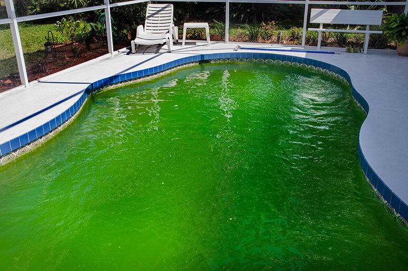 Help my swimming pool is green with algae
